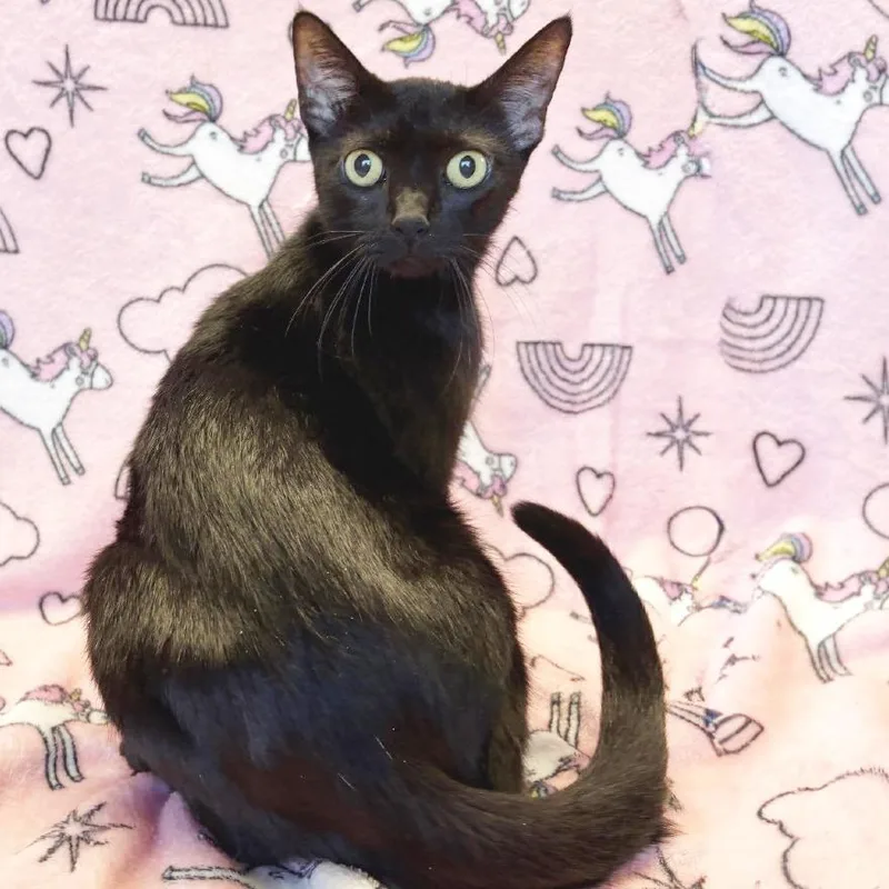 A young medium-sized female Black Domestic Short Hair cat named Her Majesty for adoption in Mount Juliet, TN