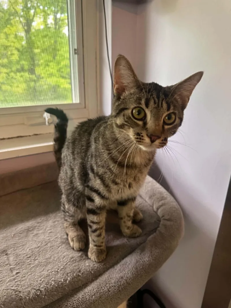 A baby medium-sized male Tabby cat named Pedro for adoption in Cincinnati, OH