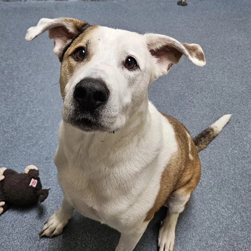 An adult large-sized male White / Cream Mixed Breed dog named Bravo for adoption in Suffolk, VA