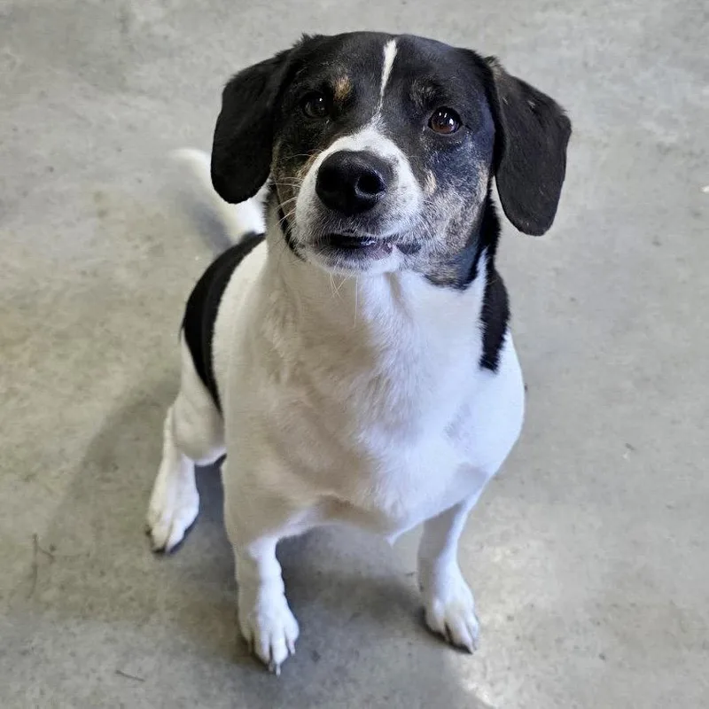 An adult medium-sized male Beagle dog named Logan for adoption in Norwood, OH