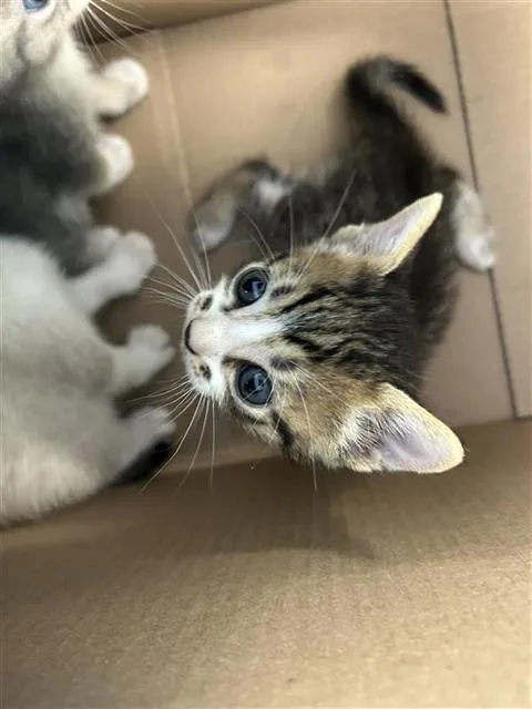 A baby small-sized male Domestic Short Hair cat named Gorgonzola for adoption in San Antonio, TX