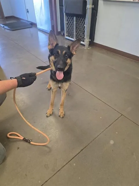 A young large-sized female German Shepherd Dog dog named Posie for adoption in Phoenix, AZ