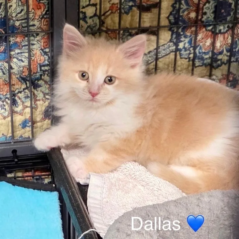 A baby small-sized male Buff / Tan / Fawn Domestic Medium Hair cat named Dallas for adoption in Peachtree City, GA