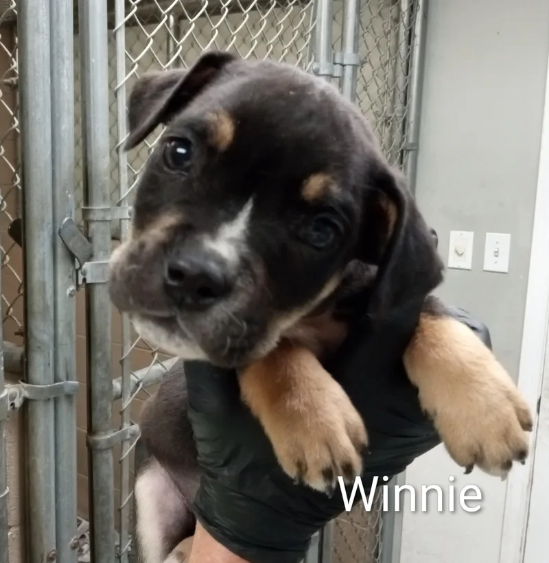 A baby medium-sized female Black Boxer dog named Winnie for adoption in Maynardville, TN