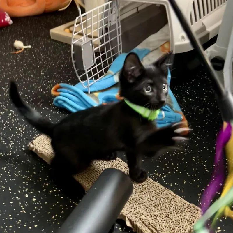 A baby medium-sized male Black Domestic Short Hair cat named Rio for adoption in East Amherst, NY