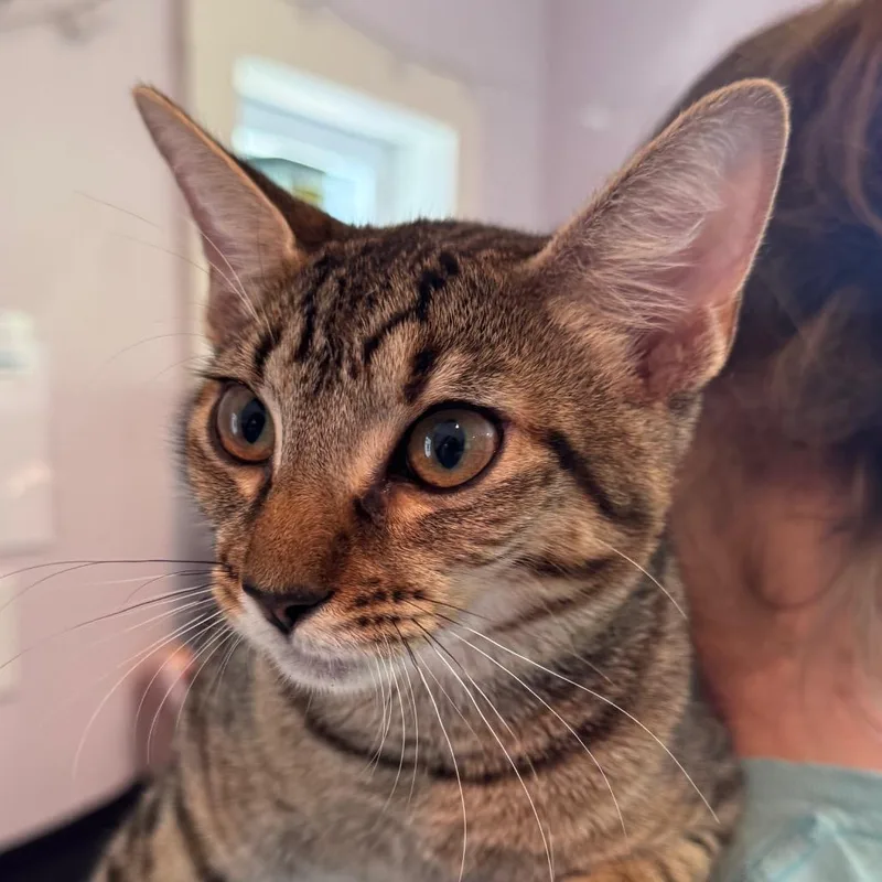 A baby medium-sized female Torbie Domestic Short Hair cat named Sriracha for adoption in Salisbury, MA