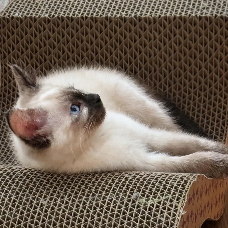 Boop