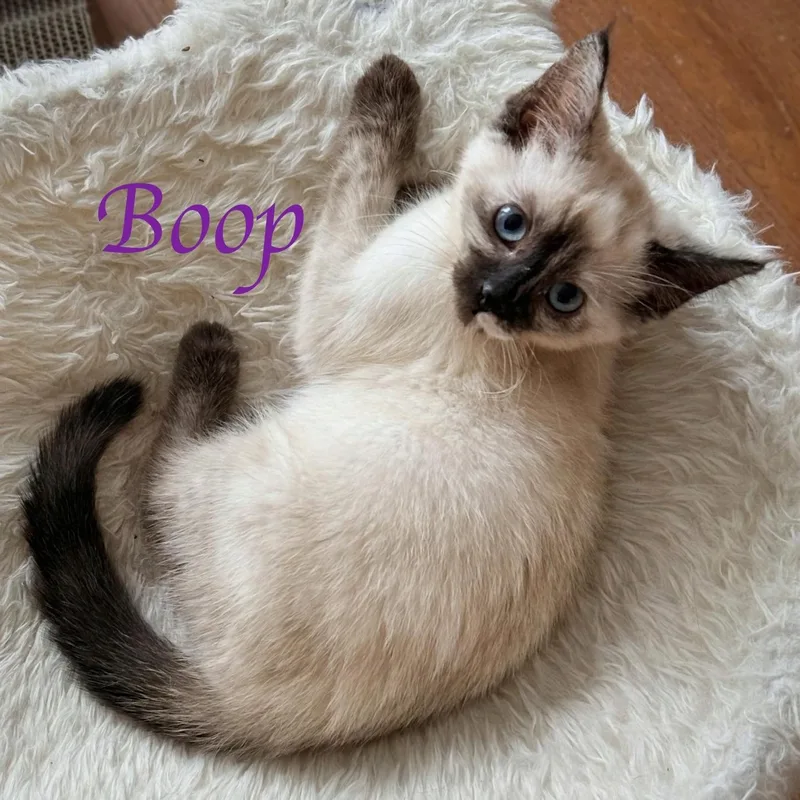 Boop thumbnail 3