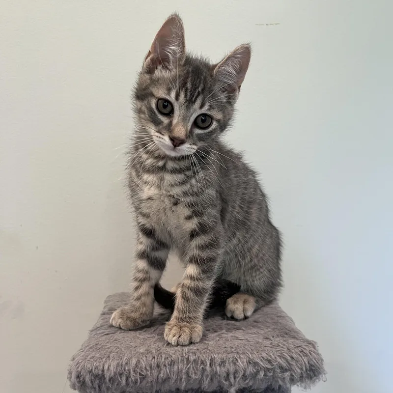 A baby small-sized male Tabby (Gray / Blue / Silver) Domestic Short Hair cat named Peregrine for adoption in Alexandria, VA