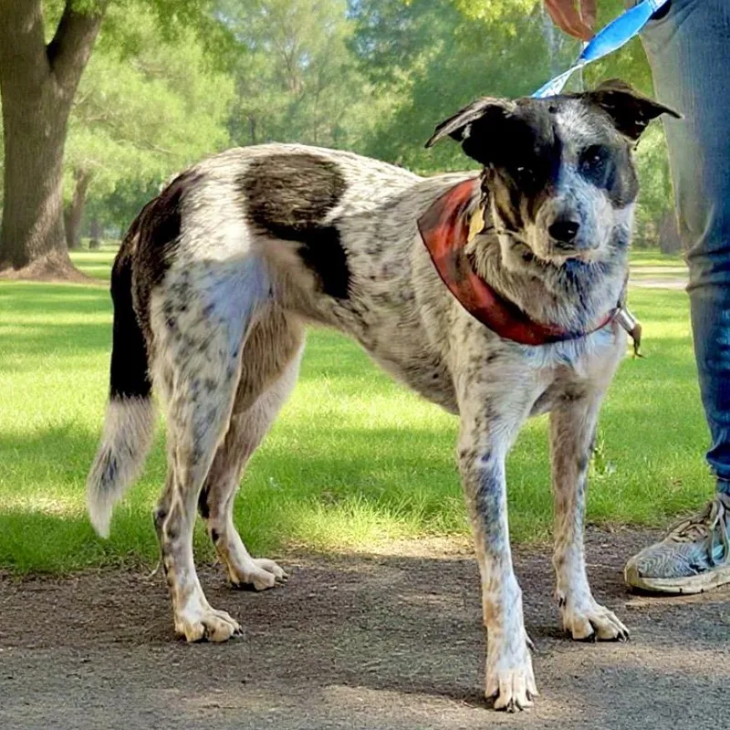 Chocolate Now Paloma thumbnail 2