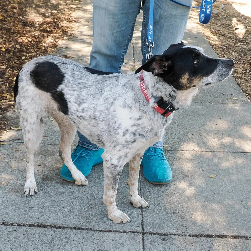 Chocolate Now Paloma thumbnail 3