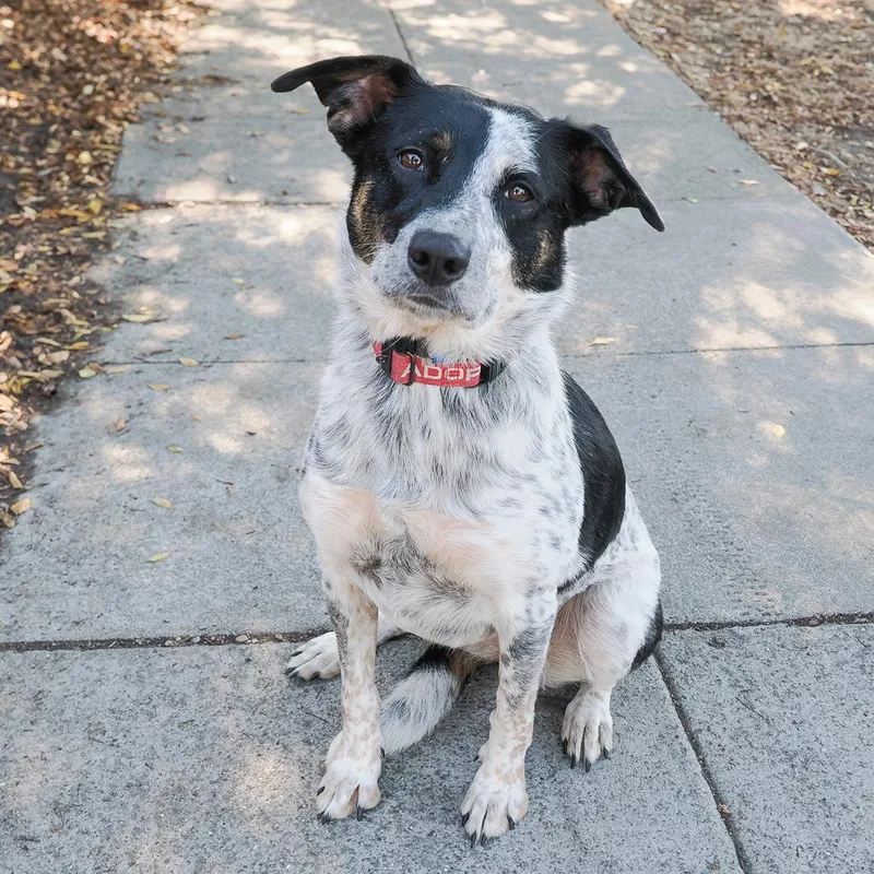 Chocolate Now Paloma thumbnail 5