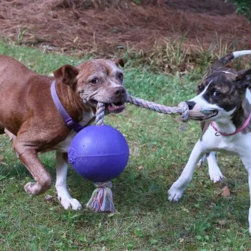 A senior medium-sized female Yellow / Tan / Blond / Fawn Pit Bull Terrier dog named Chili Athens for adoption in Rockaway, NJ