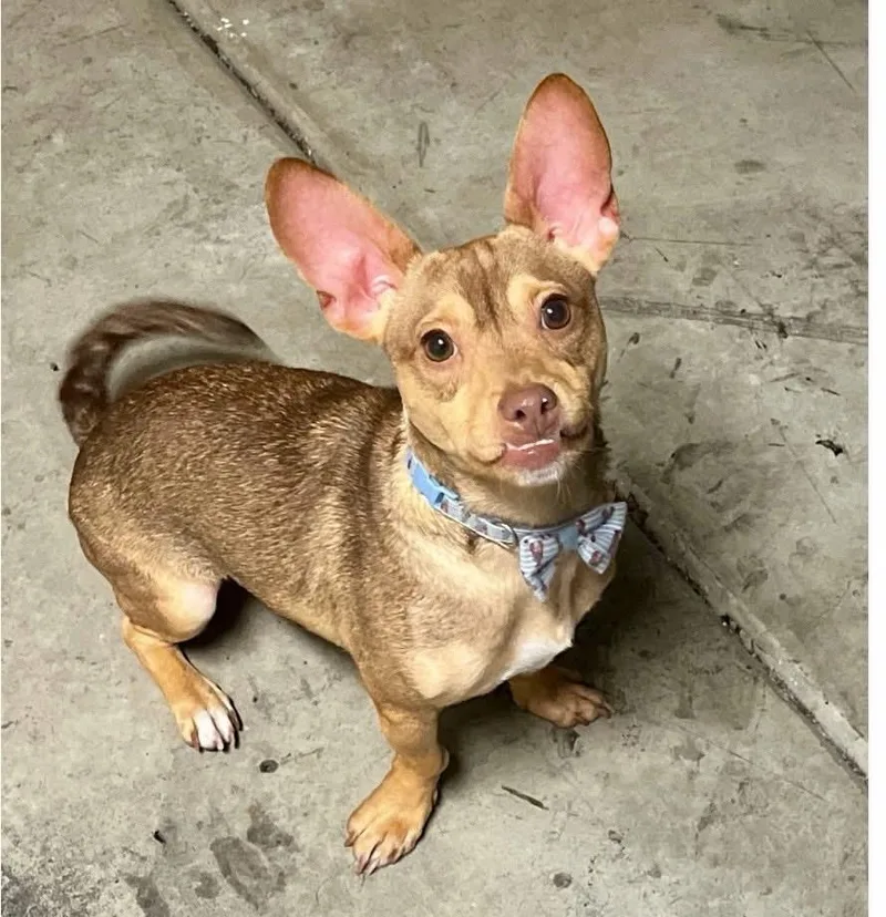 A young small-sized male Mixed Breed dog named Phil for adoption in Wilsall, MT
