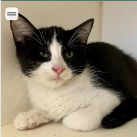 A baby small-sized male Black Domestic Short Hair cat named Pig for adoption in Kansas City, MO