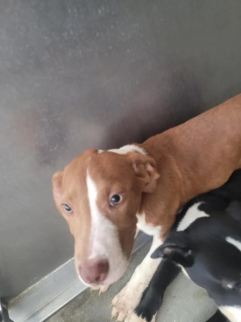 A young large-sized male Pit Bull Terrier dog named Jubba for adoption in Huntsville, TX