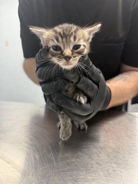 A baby medium-sized male Domestic Short Hair cat named Squeegee for adoption in Charlotte, NC