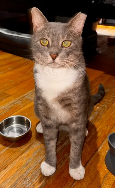 An adult large-sized male Gray & White Domestic Short Hair cat named Louie for adoption in New York, NY