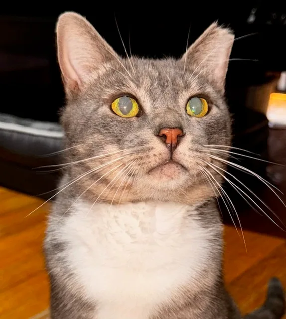 Louie thumbnail 2