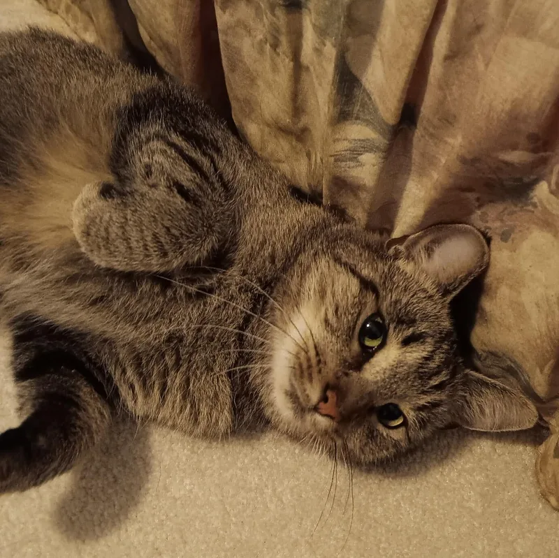 An adult medium-sized female Domestic Short Hair cat named Kya for adoption in East Amherst, NY