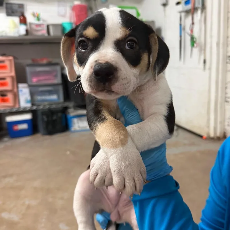 A baby small-sized female Black Mountain Dog dog named Canali for adoption in Edinburg, TX