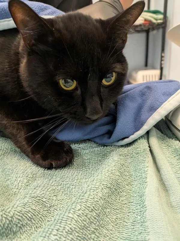 An adult medium-sized male Domestic Short Hair cat named Prancer for adoption in San Diego, CA