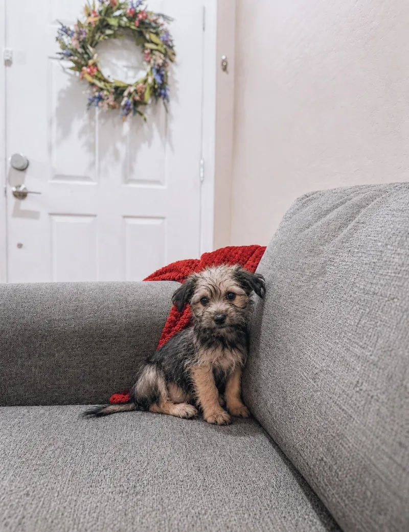 A baby small-sized male Yorkshire Terrier dog named Fred for adoption in Goodyear, AZ