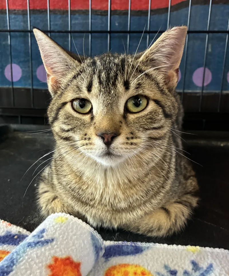 A baby medium-sized male Tabby (Tiger Striped) Domestic Short Hair cat named Heems for adoption in Breinigsville, PA