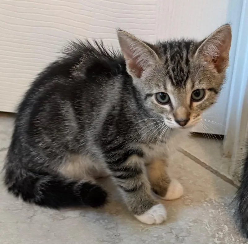 A baby medium-sized male Domestic Short Hair cat named Kugel for adoption in Evans, GA