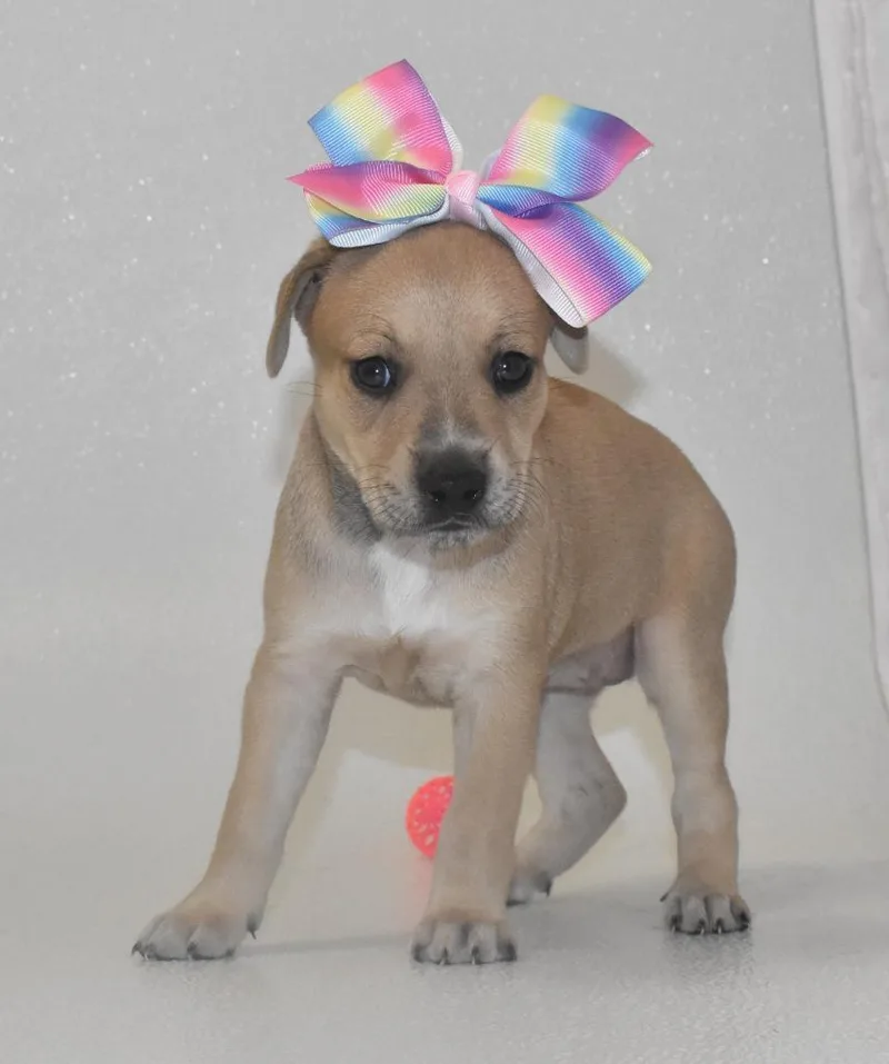 A baby large-sized female Terrier dog named Primrosetta for adoption in Springfield, OH