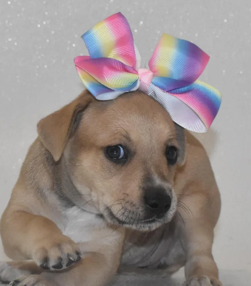 Primrosetta thumbnail 5