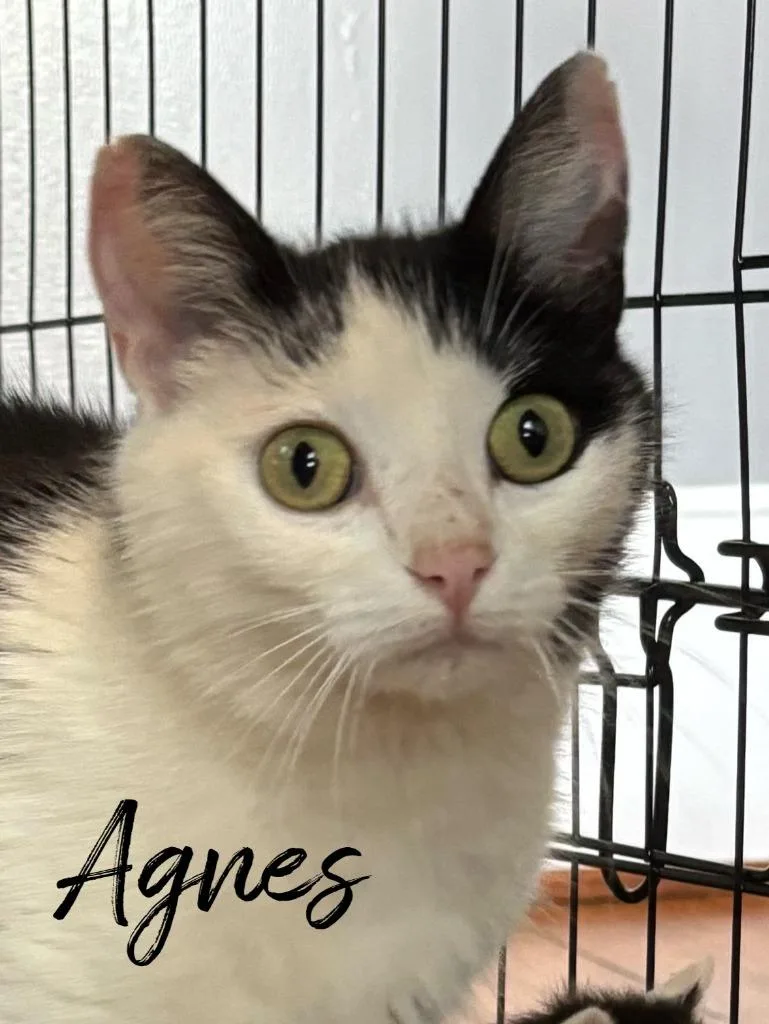 A young small-sized female Domestic Short Hair cat named Agnes for adoption in Rutherfordton, NC