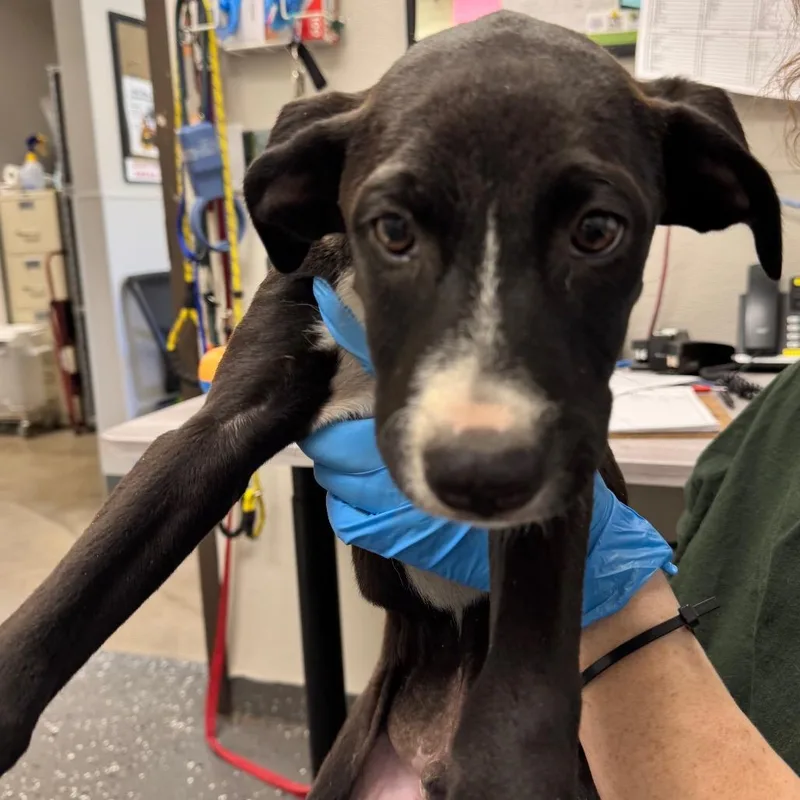 A baby medium-sized male Black Mixed Breed dog named Will for adoption in Columbiana, AL