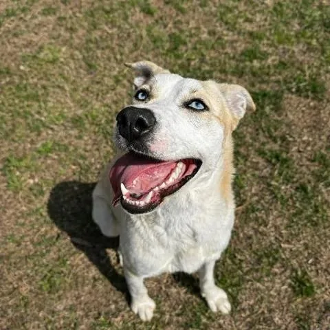 An adult medium-sized female Apricot / Beige Mixed Breed dog named Kira for adoption in Leesburg, GA