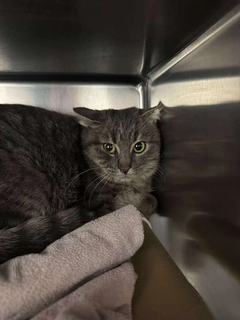 Fireball thumbnail 2