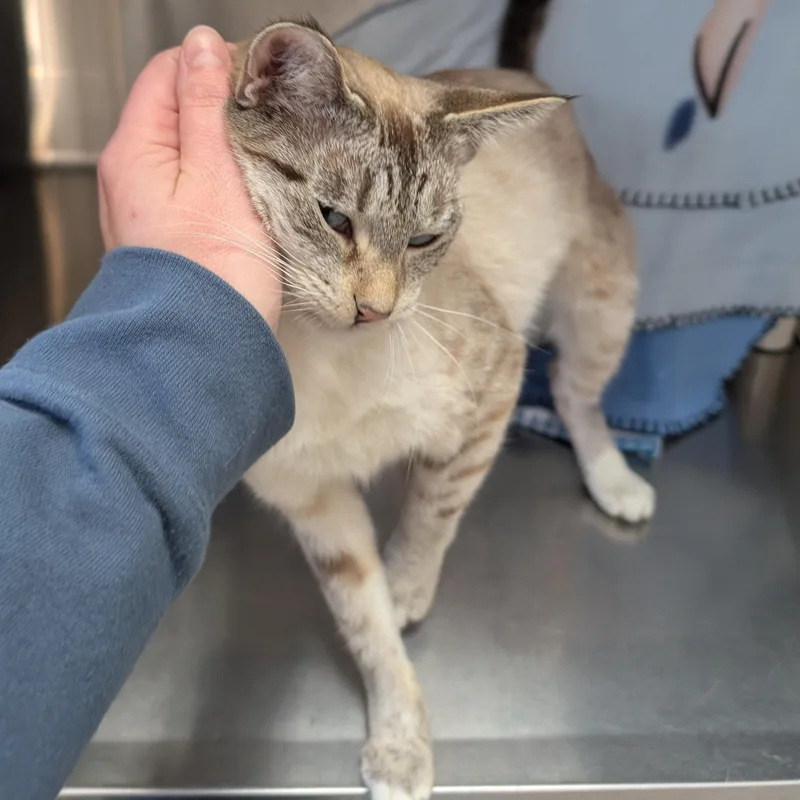 An adult medium-sized female Seal Point Domestic Short Hair cat named Pearl for adoption in Jefferson, WI