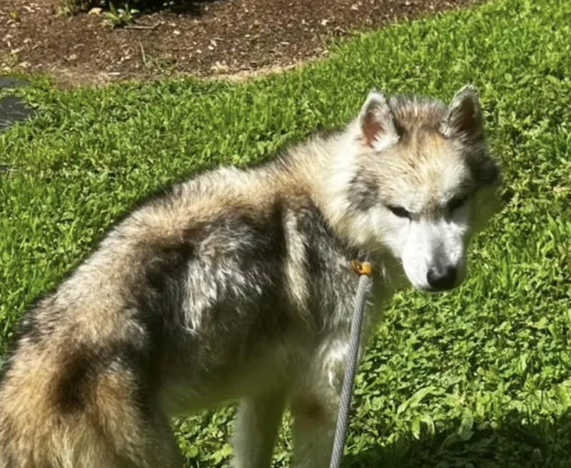 A young medium-sized male Gray / Blue / Silver Husky dog named Chance for adoption in New Rochelle, NY
