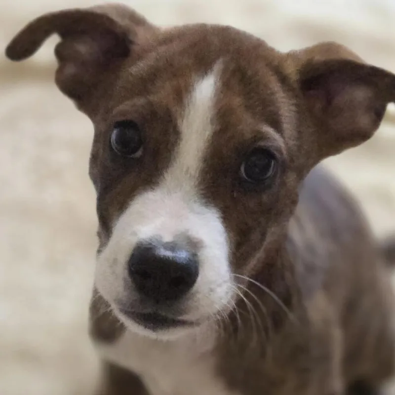 A baby small-sized male Brown / Chocolate Boxer dog named Scott for adoption in Yucaipa, CA