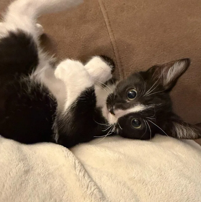 A baby medium-sized male Black & White / Tuxedo Domestic Short Hair cat named Monet for adoption in St. Helens, OR