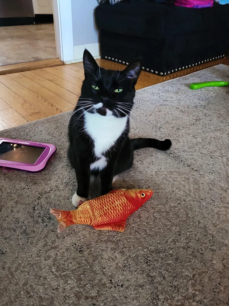 An adult medium-sized female Black & White / Tuxedo Domestic Short Hair cat named Zorro for adoption in Acushnet, MA