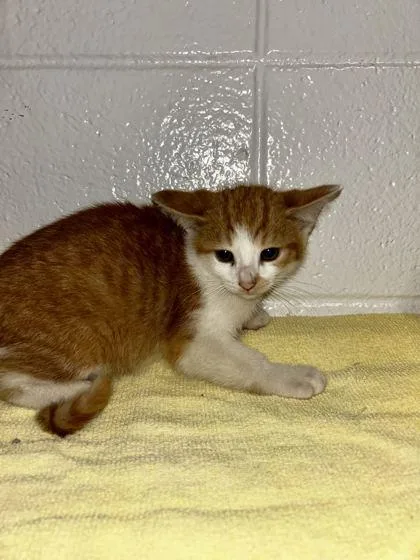 An adult small-sized male Domestic Short Hair cat named It`s Fine for adoption in Spruce Pine, NC