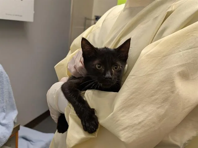 A baby medium-sized male Domestic Short Hair cat named George for adoption in Kent, WA