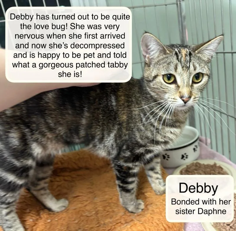 Debby Bonded With Daphne thumbnail 2
