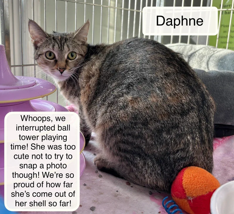 Debby Bonded With Daphne thumbnail 3
