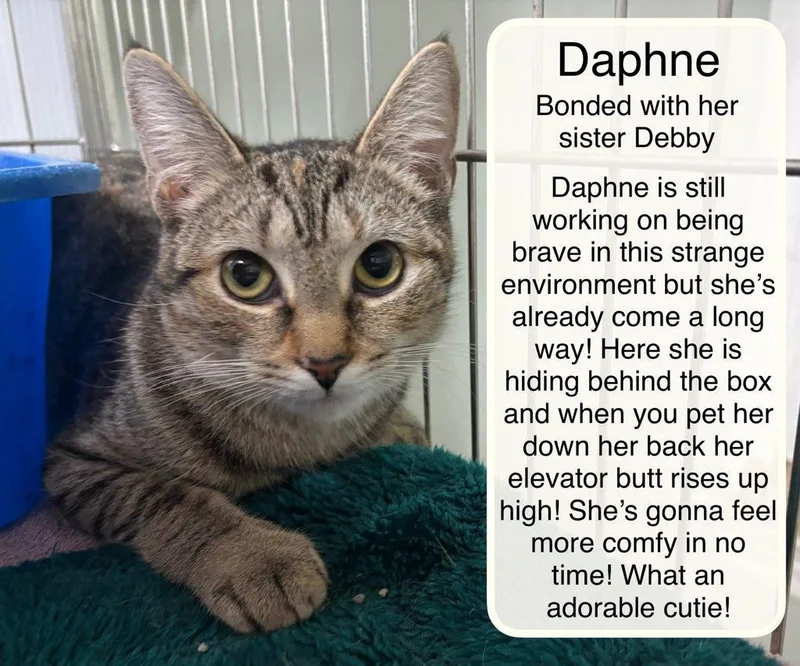 Debby Bonded With Daphne thumbnail 4