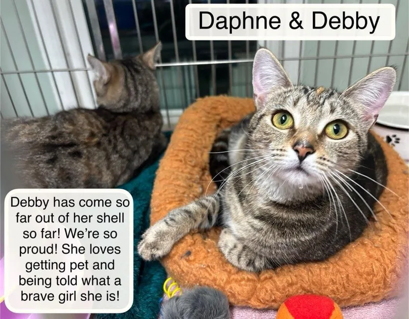 Debby Bonded With Daphne thumbnail 5