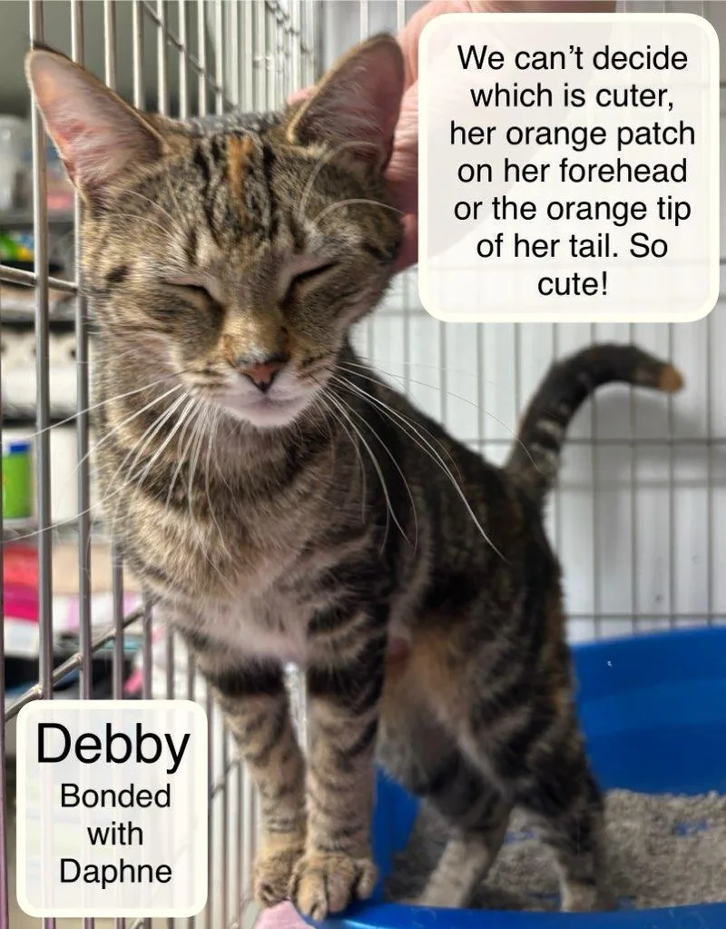 Debby Bonded With Daphne