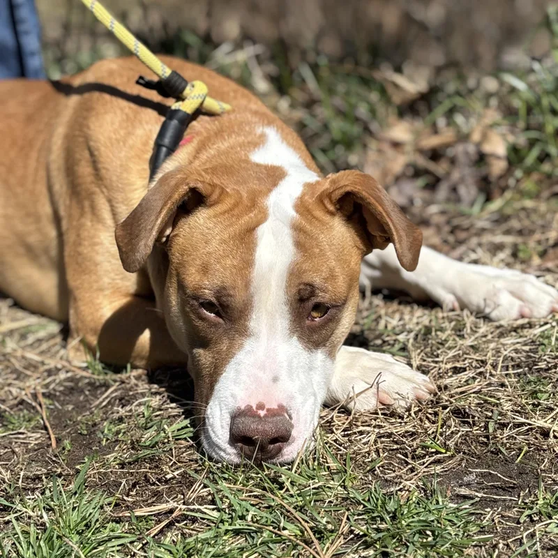 An adult large-sized male Yellow / Tan / Blond / Fawn Bulldog dog named Ernie for adoption in Manahawkin, NJ
