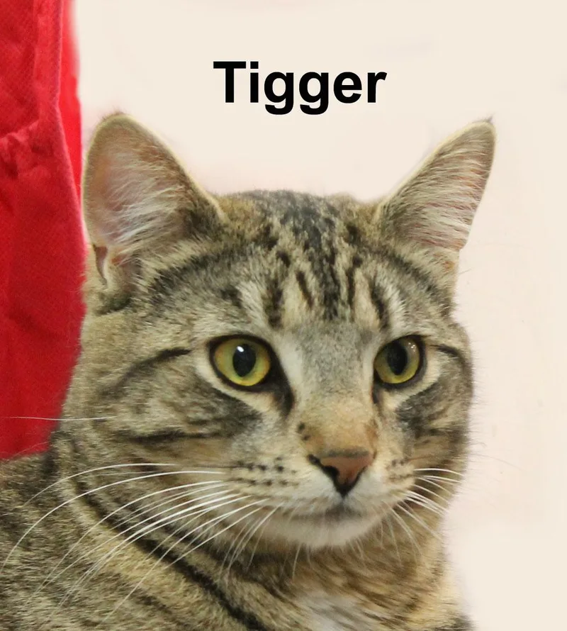 An adult medium-sized male Brown / Chocolate Domestic Short Hair cat named Tigger Fuh.gran. for adoption in Stowe, PA