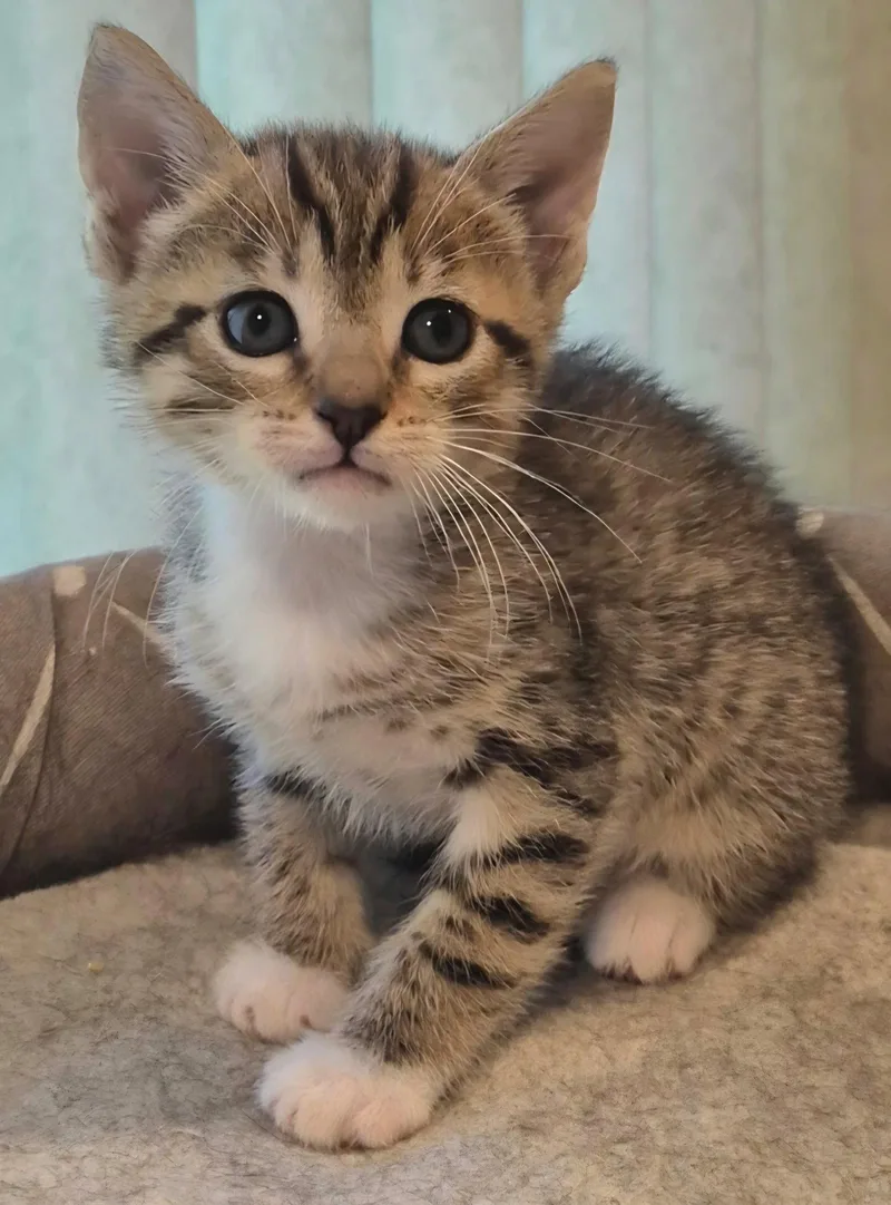 A baby medium-sized female Domestic Short Hair cat named Cinnamon for adoption in Campbell, CA